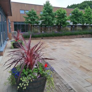 Ilkeston Community College's award winning garden
